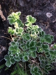 Potentilla villosa