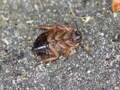Poeciloblatta angusta