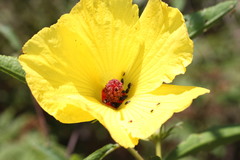 Hibiscus divaricatus