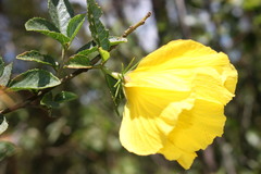 Hibiscus divaricatus