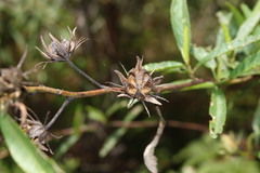 Hibiscus divaricatus