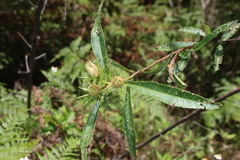 Hibiscus divaricatus