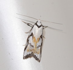 Cosmaresta anarrecta