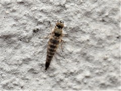 Propebrevitrichia