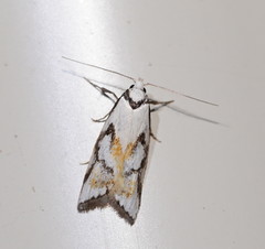 Cosmaresta anarrecta