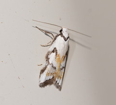 Cosmaresta anarrecta