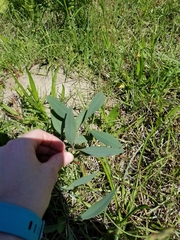 Baptisia lanceolata