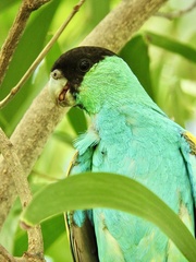 Psephotus dissimilis