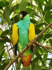 Psephotus dissimilis