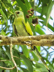 Psephotus dissimilis