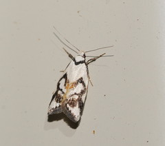 Cosmaresta anarrecta