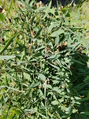Baptisia lanceolata