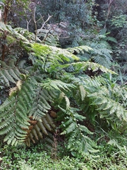 Microlepia strigosa