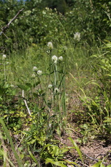 Trifolium caucasicum