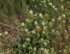 Trifolium caucasicum