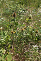Trifolium caucasicum