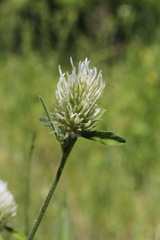 Trifolium caucasicum