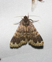 Mormoscopa sordescens