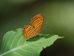 Zemeros emesoides