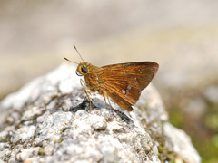 Polytremis eltola