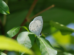 Udara akasa