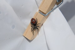 Phidippus insignarius