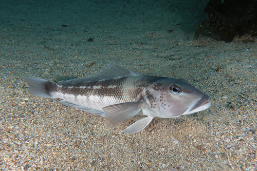 New Zealand Blue Cod (Parapercis colias) · iNaturalist