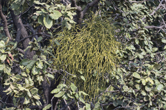 Viscum articulatum