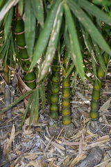 Bambusa tuldoides