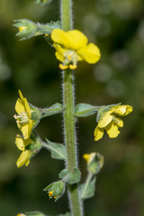 Verbascum coromandelianum
