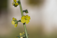 Verbascum coromandelianum
