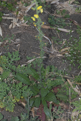 Verbascum coromandelianum