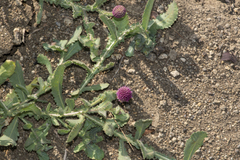 Sphaeranthus indicus