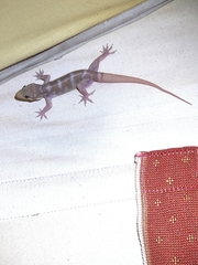 Hemidactylus prashadi