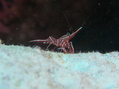 Rhynchocinetes durbanensis