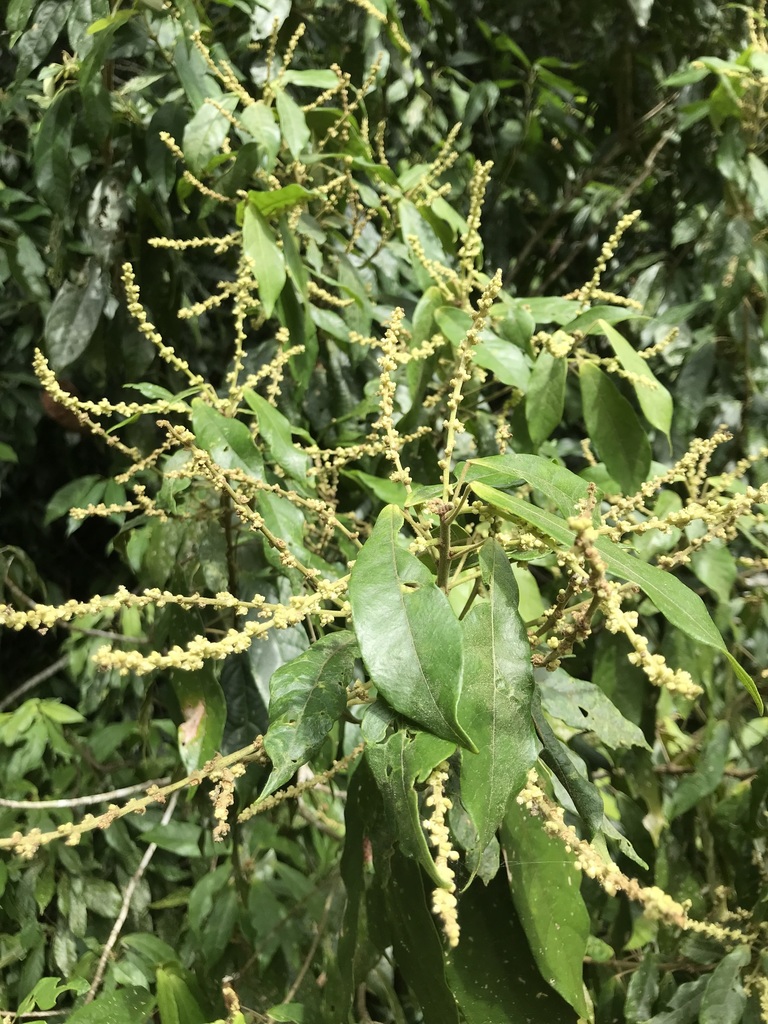 Macaranga inamoena