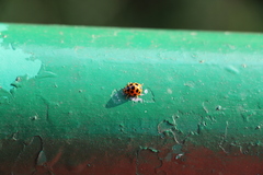 Alloneda osawai