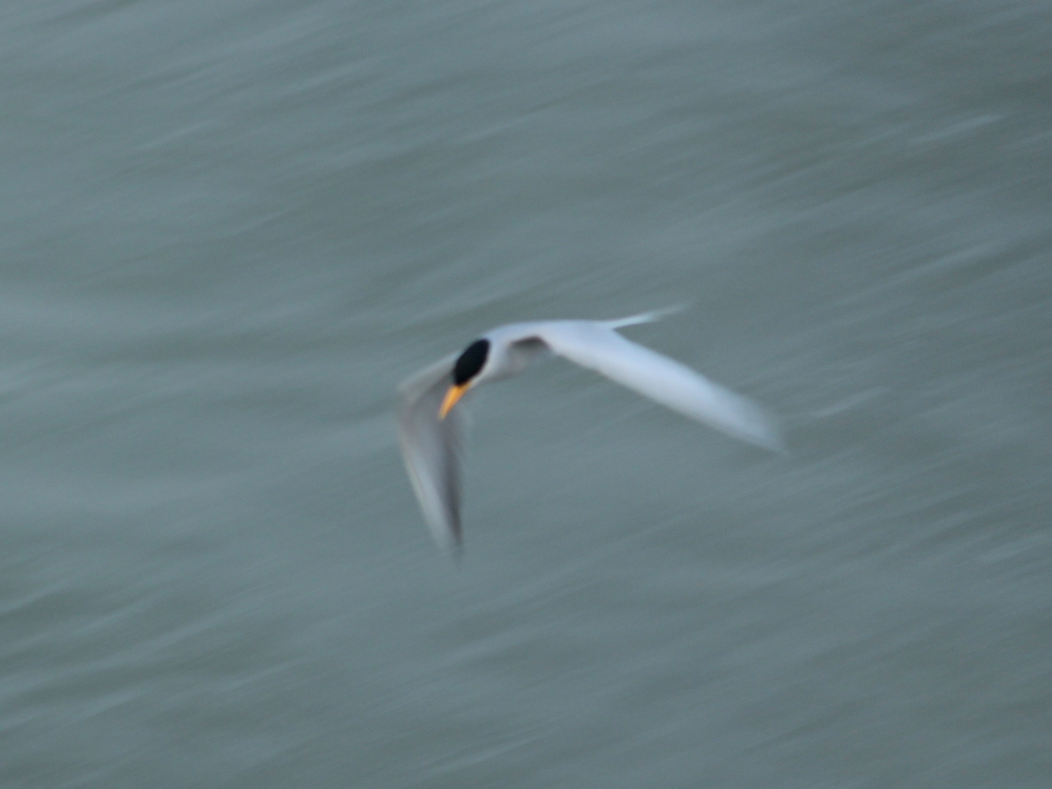 River Tern