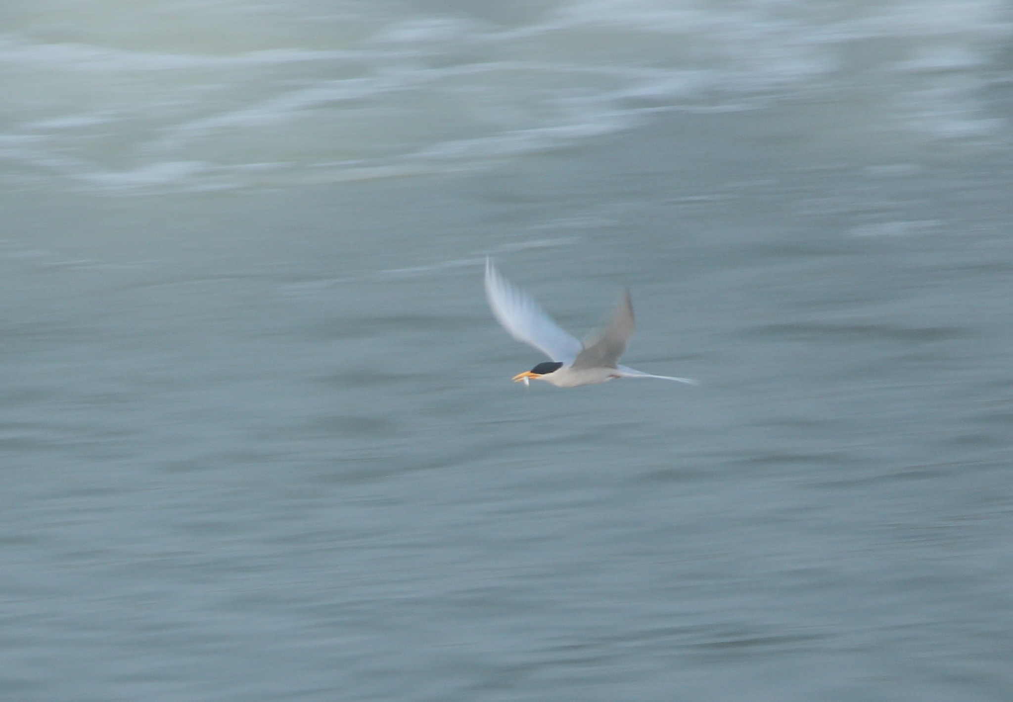 River Tern