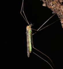 Libnotes terraereginae