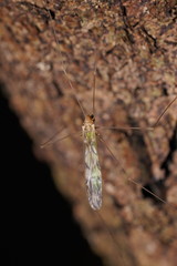 Libnotes terraereginae