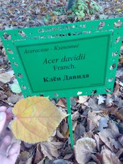 Acer davidii