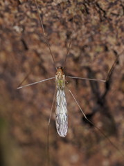 Libnotes terraereginae