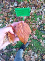 Acer capillipes