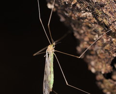Libnotes terraereginae