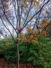 Acer capillipes