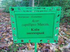 Acer capillipes