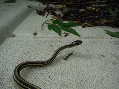 Thamnophis proximus orarius