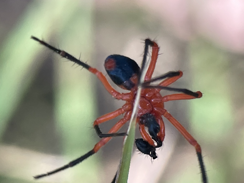 red-and-black Spiders from Frankston South, VIC, AU on December 23 ...