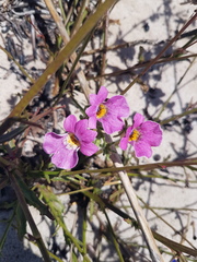 Nemesia strumosa